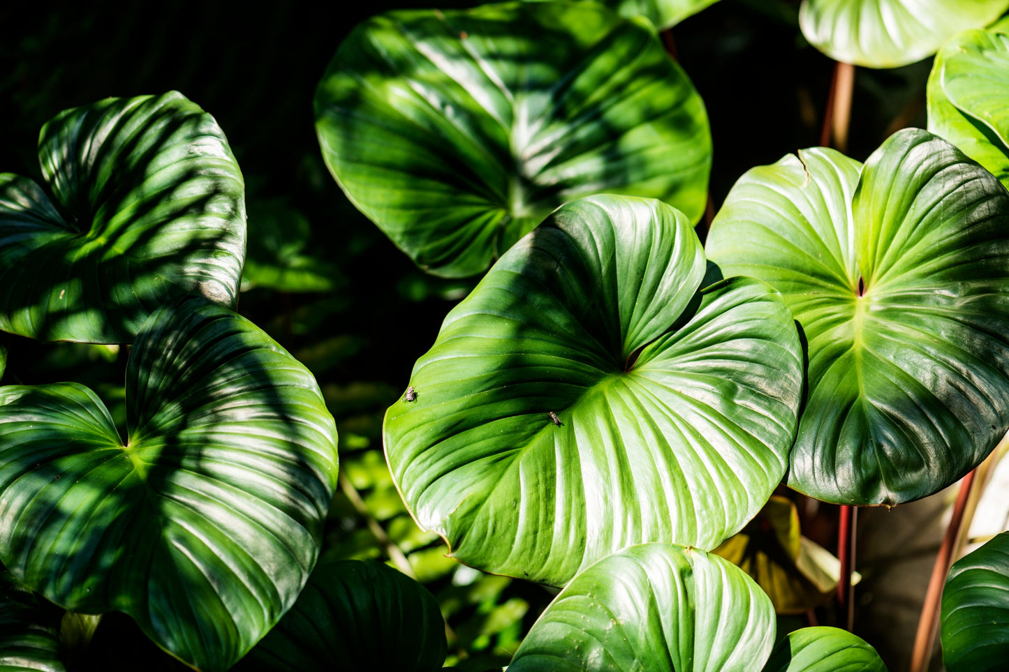 Les plantes voyageuses : des espèces exotiques qui ont conquis le monde