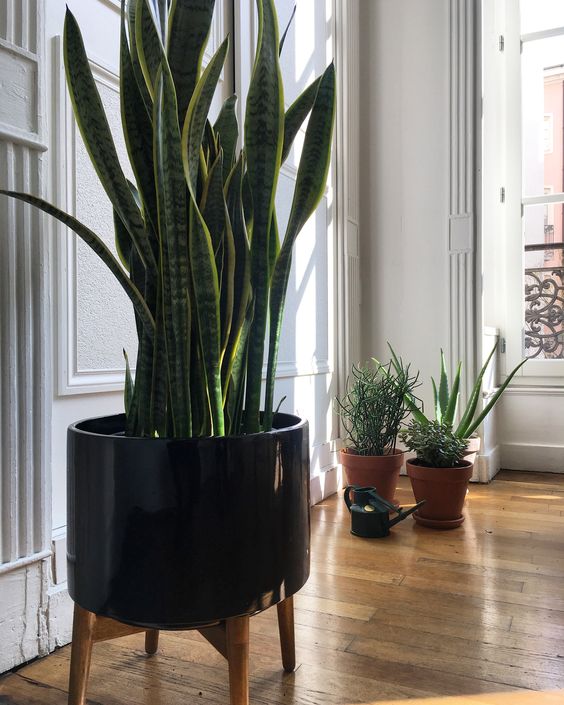 Top 5 des plantes pour votre bureau