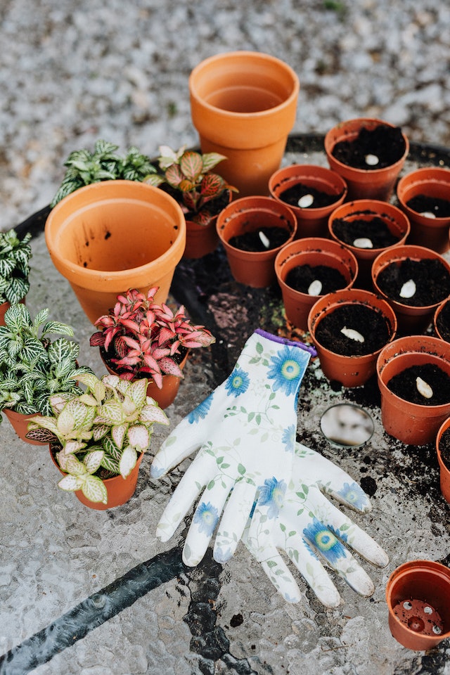 Comment bien reussir le rempotage de ses plantes d'intérieur ?