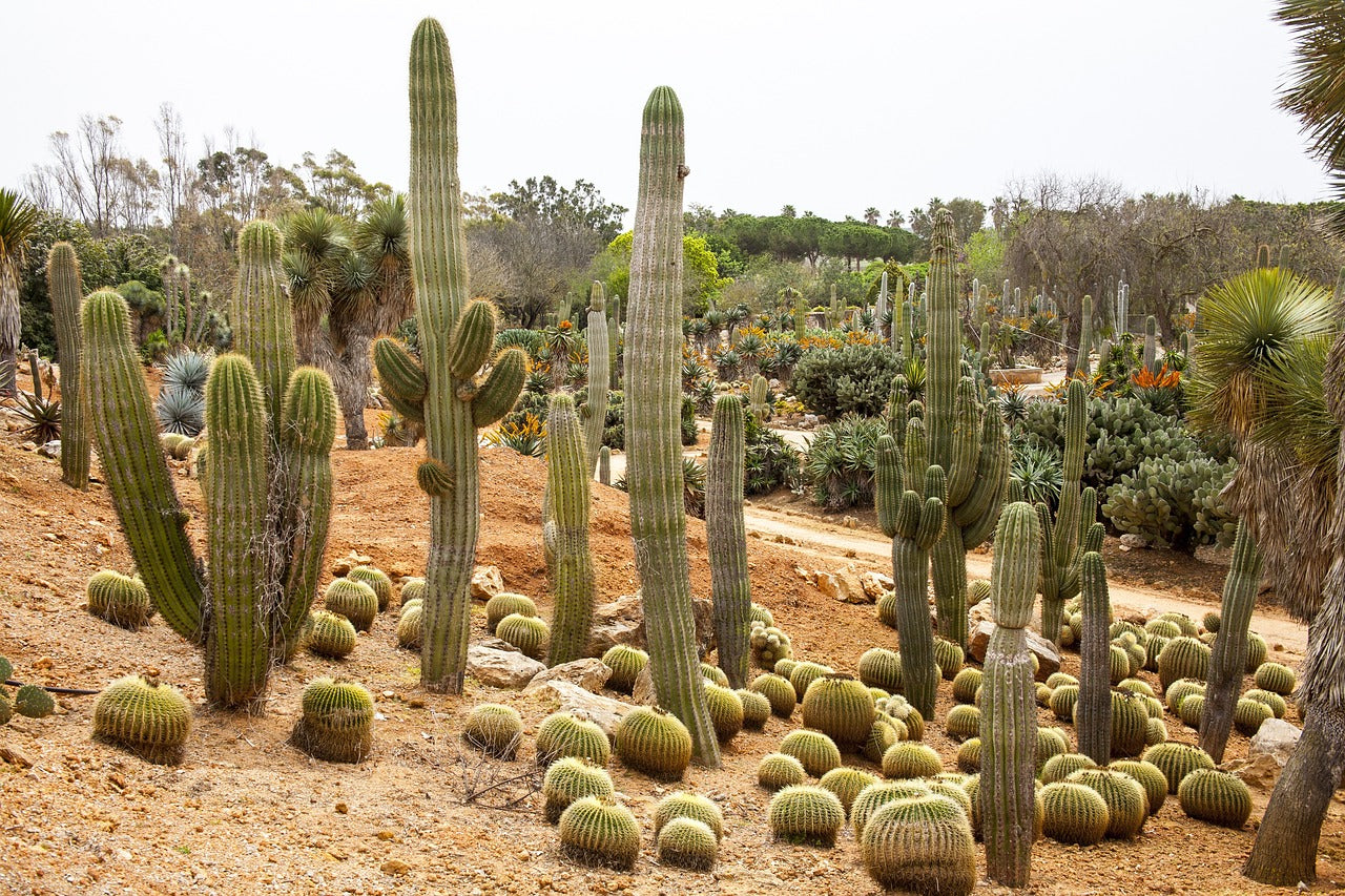 Occitanie , la nouvelle terre des cactus et des succulentes