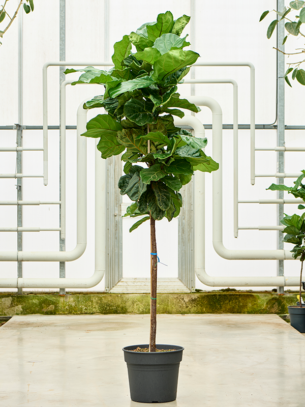 Le Ficus Lyrata : tout savoir sur cette Plante Élégante
