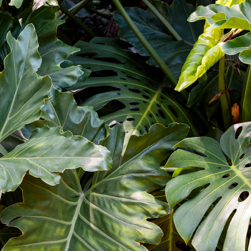 Les Philodendrons : Des Plantes d'Intérieur aux Mille Visages