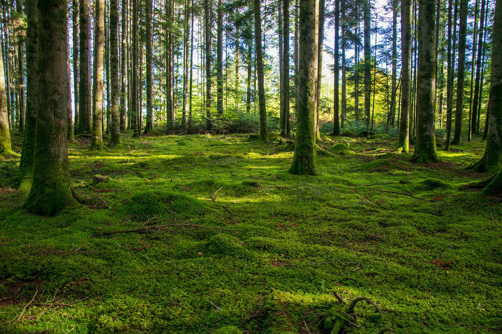 Murs de mousse : un moyen naturel et écologique d’améliorer vos espace de vie