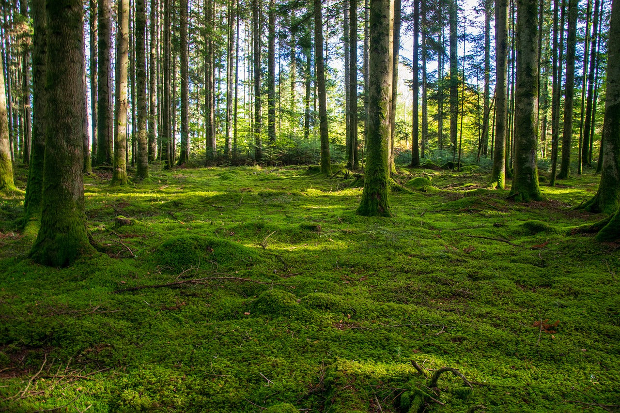 Murs de mousse : un moyen naturel et écologique d’améliorer vos espace de vie