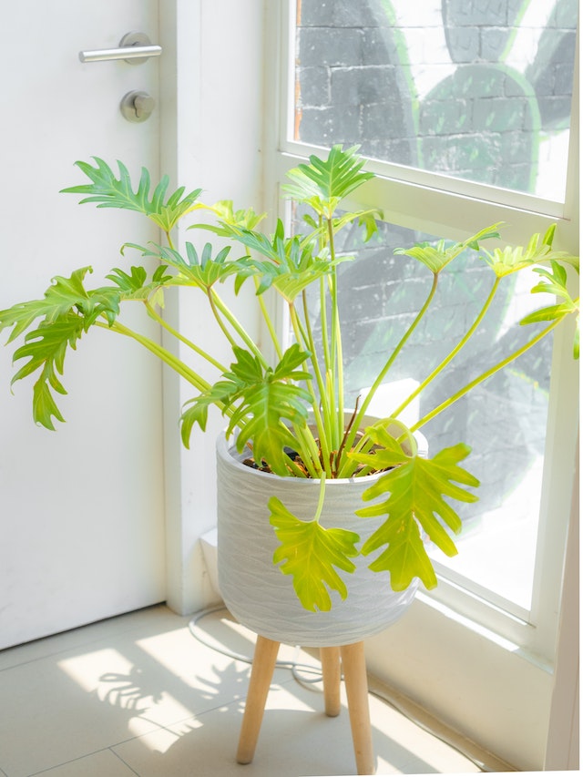 Acheter Calathea zebrina_plantes d'interieur jardinerie Natura Beziers –  NATURA, La solution végétale des professionnels
