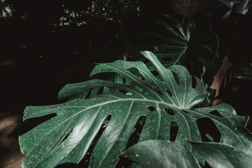 Plongez dans le Monde Fascinant des Plantes Rares chez NATURA