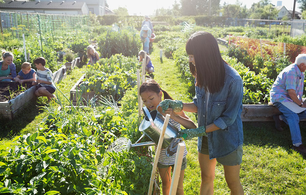 Comment dévelloper le jardinage urbain ?