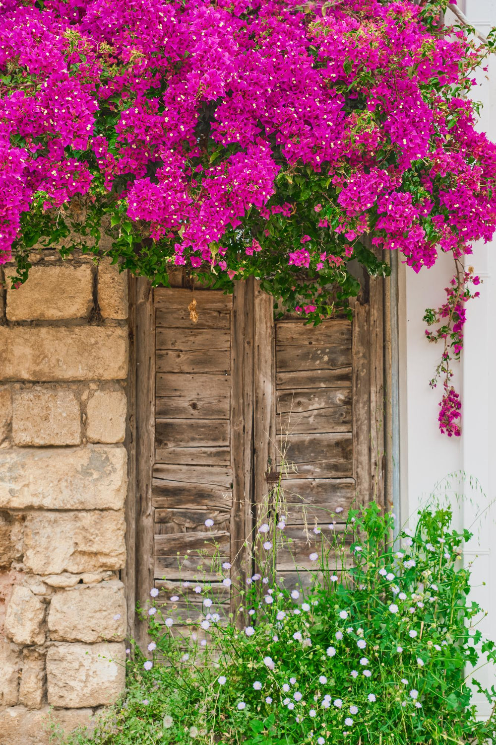 Les Variétés de Bougainvillier et leurs Particularités