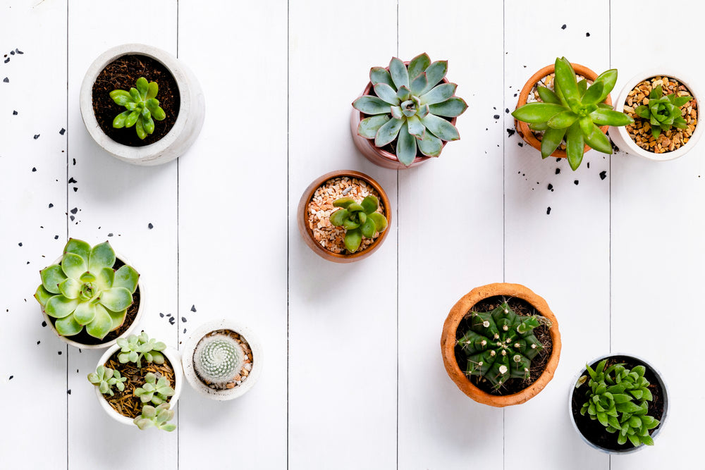 Plantes pour Petits Espaces : végétalisez facilement vos espaces