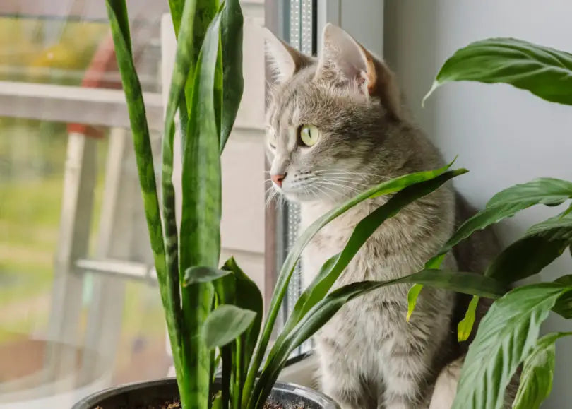 5 Plantes Inoffensives pour vos Amis à Quatre Pattes