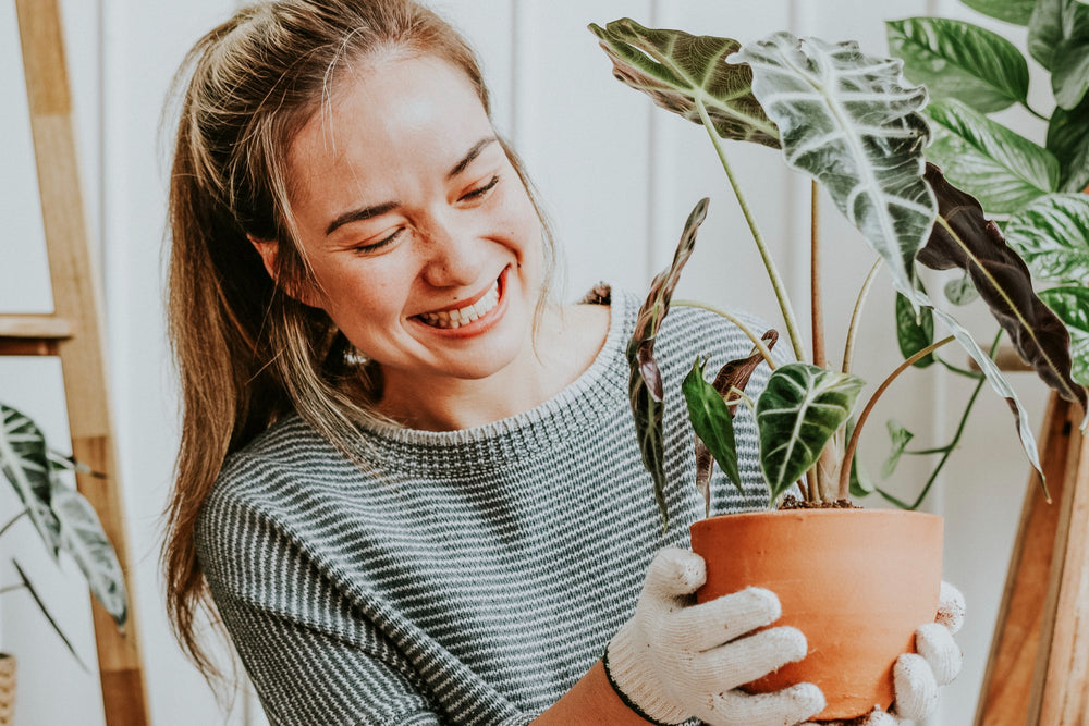 Découvrez La Significations des plantes d'interieur