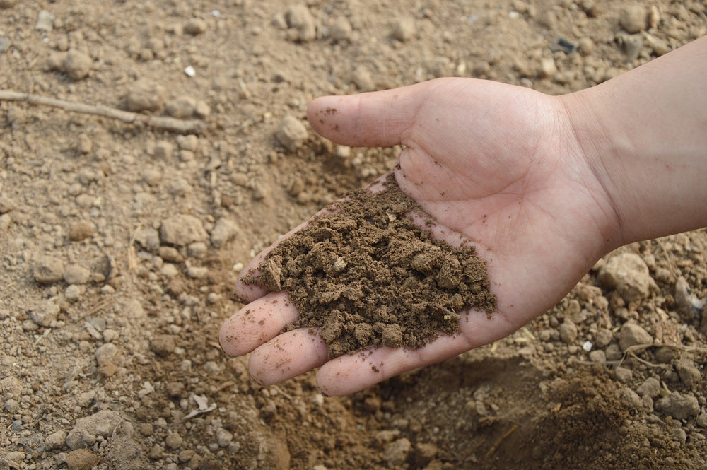 Le guide complet sur les Terreaux Spéciaux pour Plantes