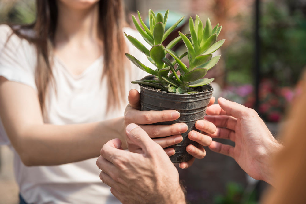 offrir une plante a ses salariés