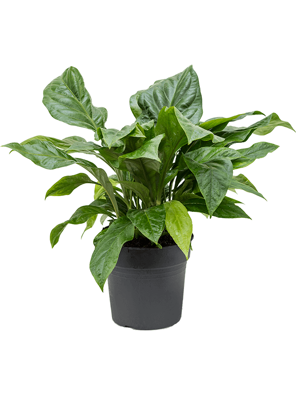 
                  
                    Anthurium ellipticum Jungle Bush
                  
                