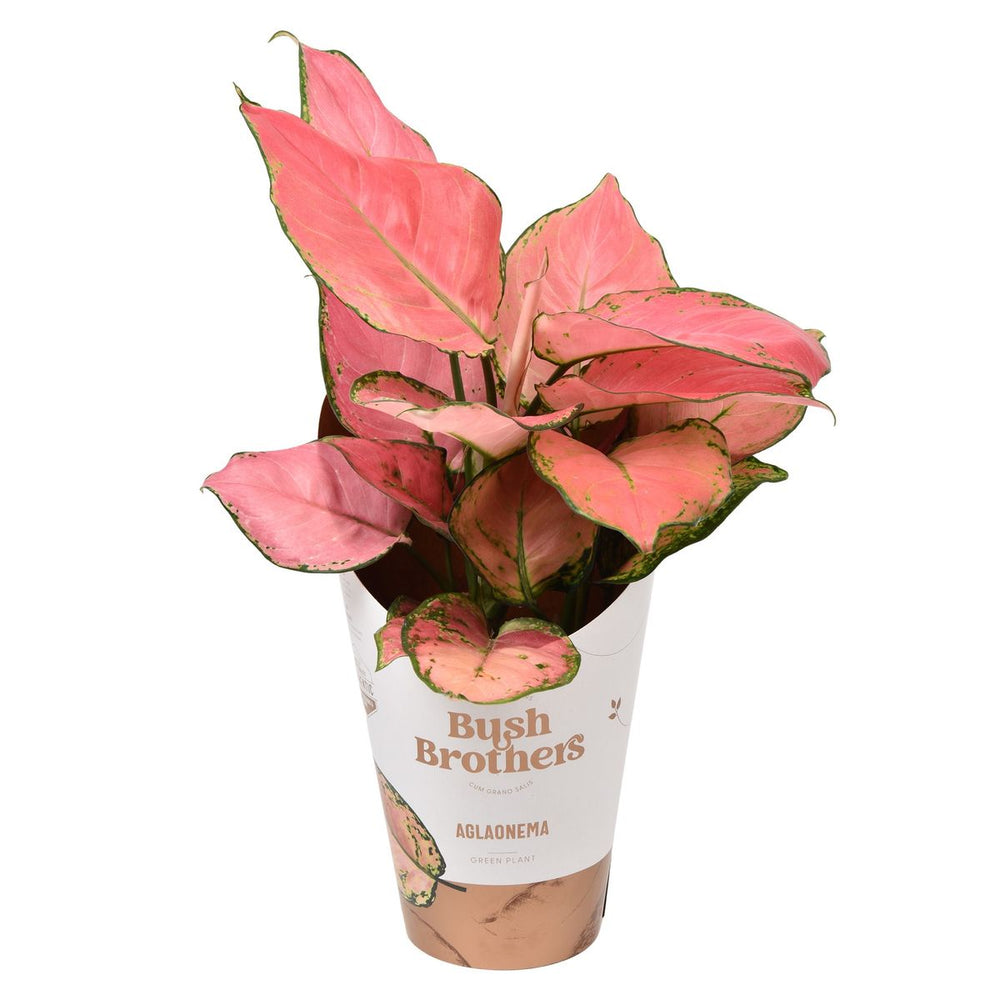 Aglaonema Pink star