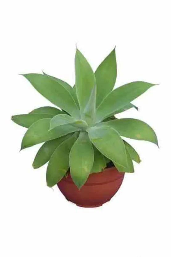 Agave attenuata