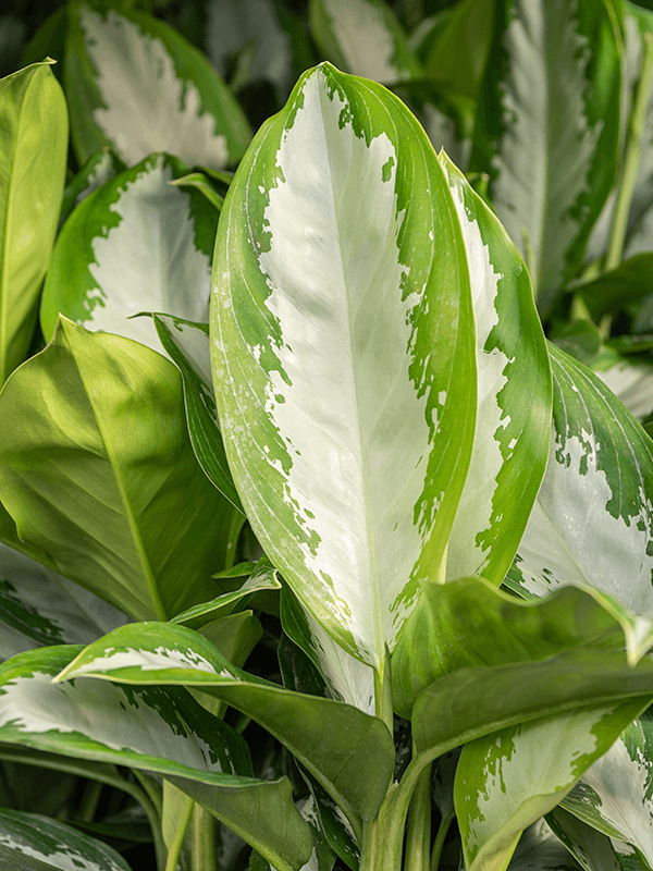 
                  
                    Aglaonema Diamond Bay
                  
                