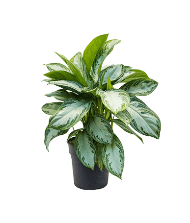 Aglaonema Silver Bay