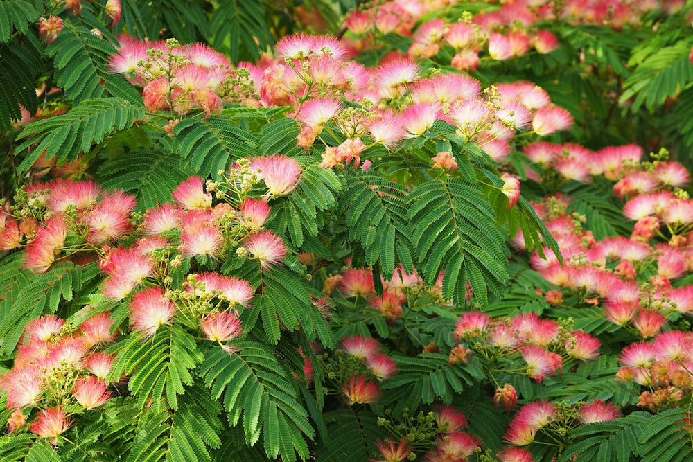 Albizia julibrissin