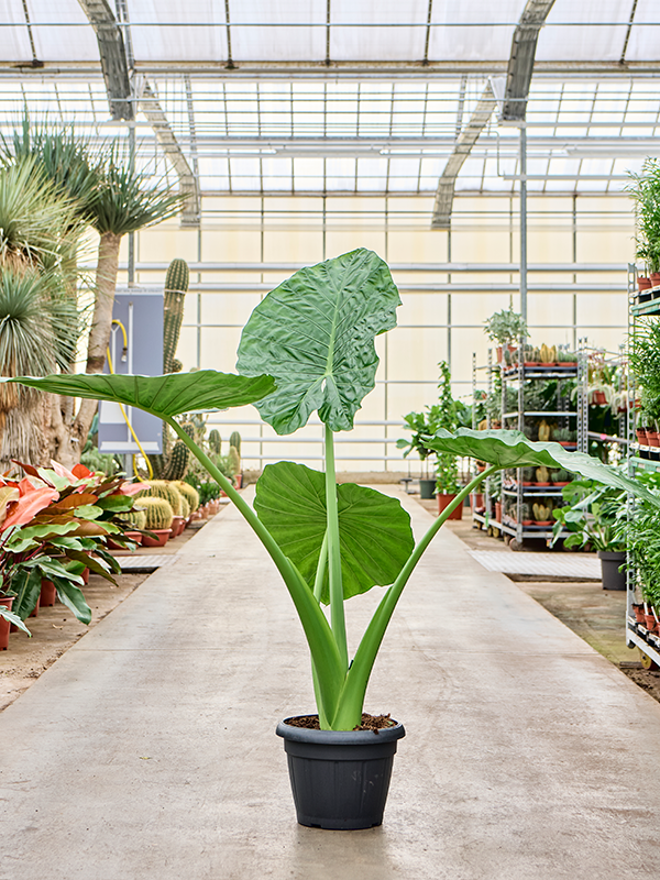 Alocasia Macrorrhizos