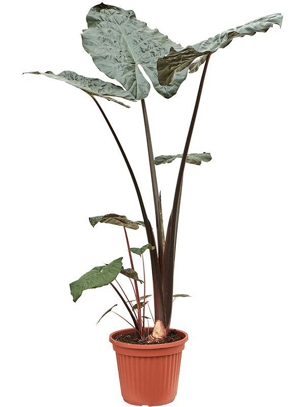 Alocasia sarawakensis Yucatan princess