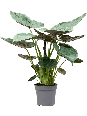 
                  
                    Alocasia wentii
                  
                