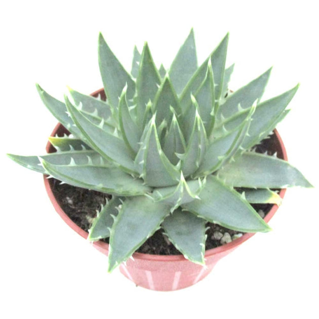 
                  
                    Aloe polyphylla
                  
                