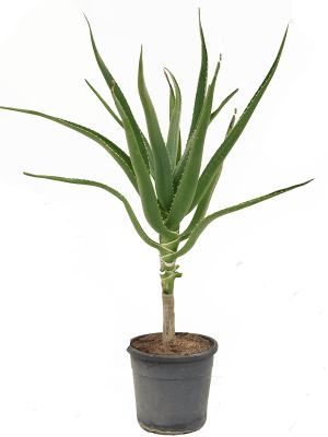 
                  
                    Aloe bainesii (barberae)
                  
                