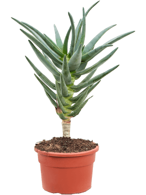 
                  
                    Aloe dichotoma
                  
                