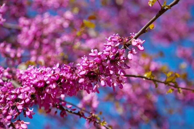 
                  
                    Arbre de Judée Cercis (chinensis 'Avondale )
                  
                