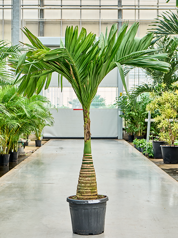 
                  
                    Areca catechu dwarf
                  
                