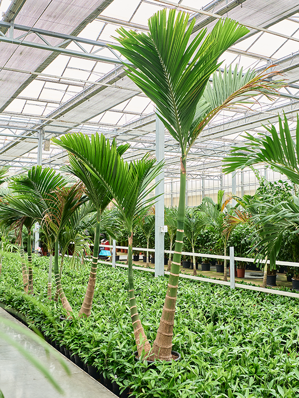 
                  
                    Areca catechu dwarf
                  
                