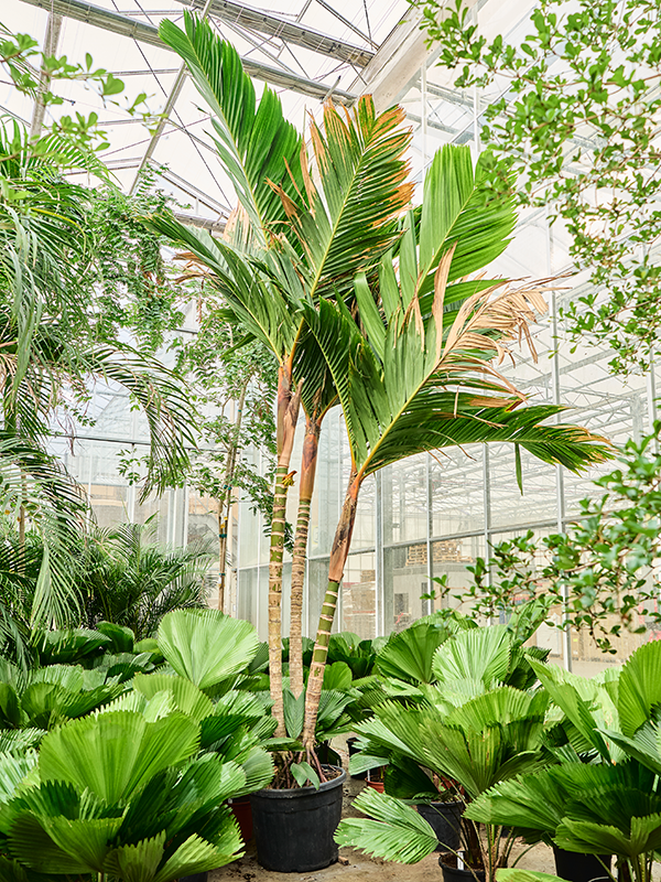 Areca vestiaria