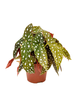 Begonia Maculata