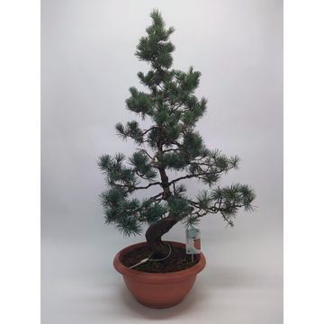 
                  
                    Bonsai Pinus Parviflor
                  
                