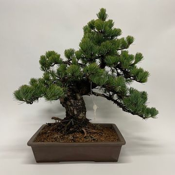 Bonsai Pinus Parviflor