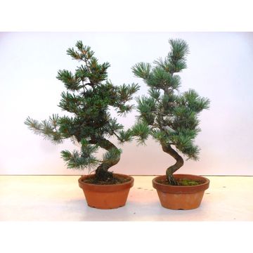 Bonsai Pinus Pentaphyl