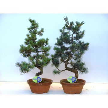 
                  
                    Bonsai Pinus Pentaphyl
                  
                