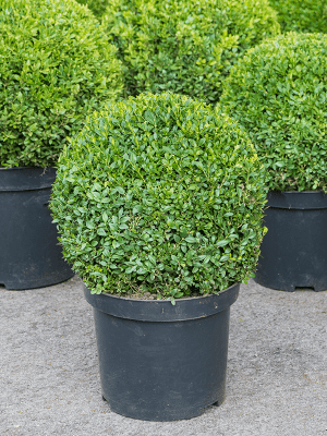 
                  
                    Buis Buxus sempervirens
                  
                