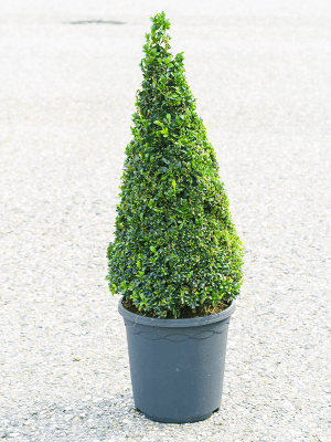 
                  
                    Buis Buxus sempervirens (Pyramide)
                  
                