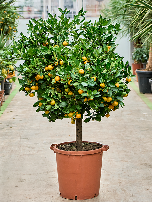 Citrus Citrofortunella calamondin