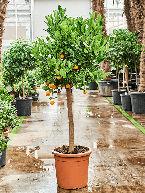 Citrus Citrofortunella calamondin