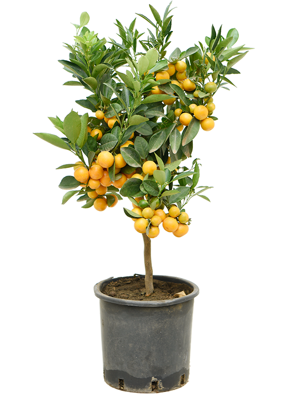 
                  
                    Citrus Citrofortunella calamondin
                  
                