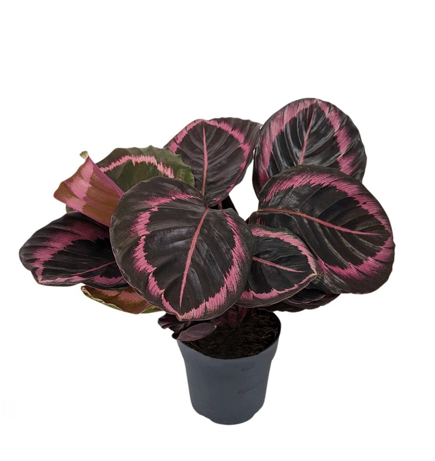 Calathea Princess Jesse