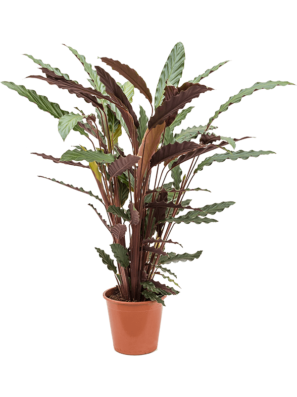 Calathea rufibarba Wavestar