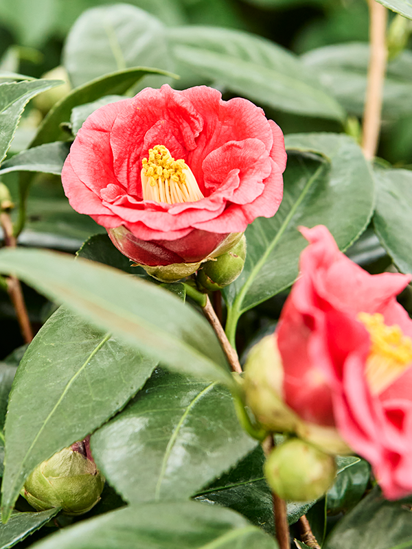 
                  
                    Camellia japonica
                  
                