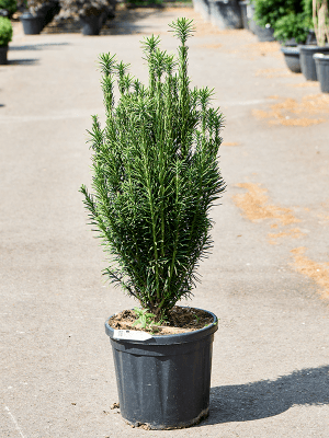 Bonsaï d'extérieur : plantation, entretien et culture - Jardiland