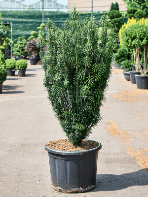 
                  
                    Cephalotaxus harringtonii 'Fastigiata'
                  
                