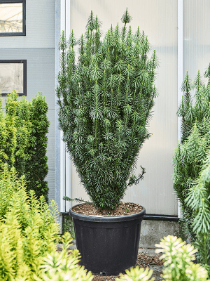 Cephalotaxus harringtonii 'Fastigiata'