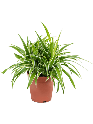 Chlorophytum comosum 'Ocean'